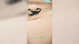 SHORTS TEMPORARY TATTOO | Magic tattoo Scorpion ♥️♥️✨ #tattoo #tattoosticker #temporarytattoo #4